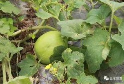 吃雪梨瓜的好处,润肺生津，夏日清凉佳品