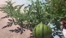 吃瓜燕山,揭秘燕山地区的美食传奇