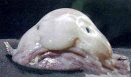 瓜哥吃瓜奇怪的鱼图片大全