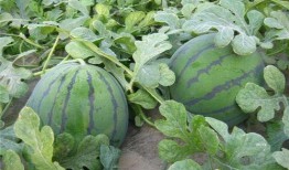 吃瓜吃了个大瓜,揭秘娱乐圈惊人内幕