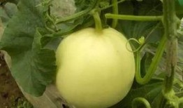 吃瓜小新鲜,揭秘娱乐圈幕后故事