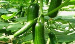 天天吃瓜伤胃,揭秘健康饮食之道