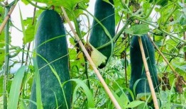 网上劲爆吃瓜,揭秘娱乐圈最新热点事件！