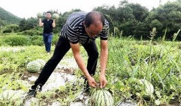 吃瓜群众在哪找瓜