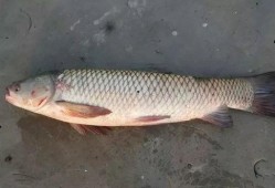 瓜哥吃瓜奇怪的鱼图片大全