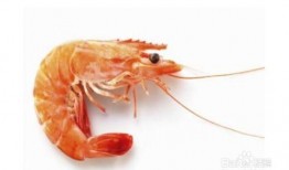 乳瓜能和虾一起吃,营养美味两不误