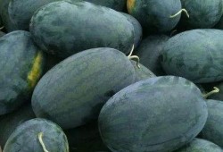 bigmadam吃瓜江,揭秘bigmadam与吃瓜江的瓜界风云