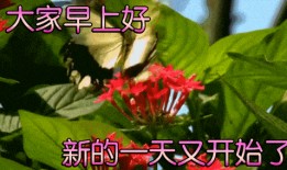 早安吃瓜的图片,揭秘娱乐圈最新热点瞬间