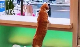 猫咪吵架吃瓜观众