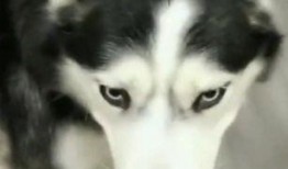 哈士奇吃瓜动作,萌态十足，网友直呼“太可爱了！”