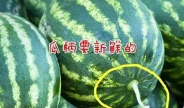 高级的吃瓜人,揭秘高级吃瓜者的智慧人生