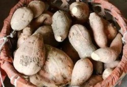 全南澳吃的瓜,品味南澳特色瓜果之旅