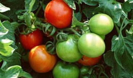 郡主吃瓜番茄,揭秘番茄背后的宫廷秘闻