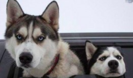 带你吃瓜之哈士奇