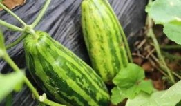 慈溪掌起吃瓜,探寻瓜果飘香的田园生活