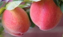 梦到吃瓜和桃子,瓜果飘香，桃李满园