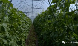 西昌吃瓜哪里多,探寻瓜香四溢的美食天堂