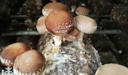 产妇可以吃三白瓜吗