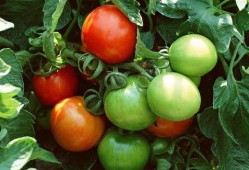 小云吃瓜番茄,一场别开生面的吃瓜体验