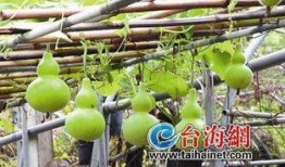 吃葫芦瓜会解药,神奇解药的秘密