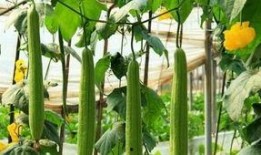 妇科实习吃瓜,实习医生的真实“吃瓜”经历