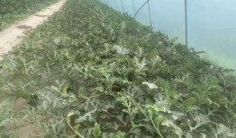 贵州棚瓜怎么吃,贵州棚瓜的多样食法探索