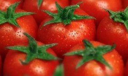 番茄小说吃瓜十八,揭秘娱乐圈背后的秘密与真相