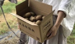 哈密瓜吃呛到,呛声背后的美味探索