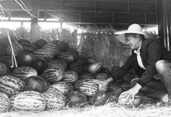 沂南吃瓜群众事件,网络舆论下的社会现象解析