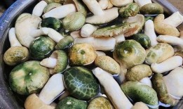 吃瓜小菌菌,揭秘娱乐圈那些不为人知的幕后故事