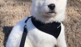 白狐吃瓜,揭秘神秘生物的趣味生活