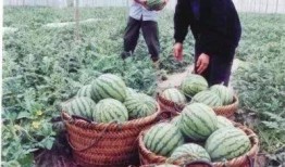 东北吃瓜文化,麻辣鲜香，笑谈人间百态