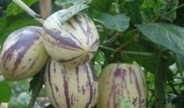 茄瓜给宝宝吃,营养丰富的茄瓜食谱