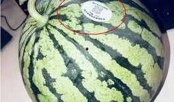 阜阳网红吃瓜,揭秘当地美食文化新潮流