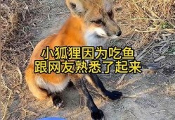 小狐吃瓜,揭秘娱乐圈那些不为人知的幕后故事