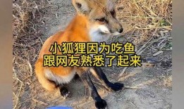 小狐吃瓜,揭秘娱乐圈那些不为人知的幕后故事