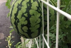 吃瓜文案花花,吃瓜群众花花带你揭秘娱乐圈那些事儿