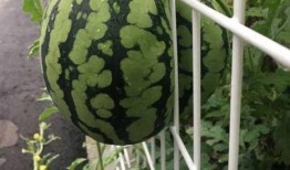 吃瓜文案花花,吃瓜群众花花带你揭秘娱乐圈那些事儿