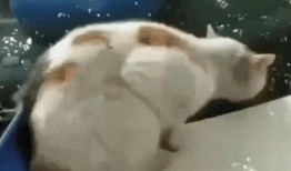 吃面吃鲸吃瓜,一场别开生面的美食之旅