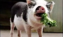 小崽子吃瓜视频,揭秘娱乐圈幕后故事