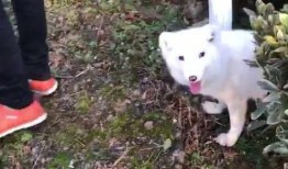 白狐吃瓜,揭秘神秘生物的趣味生活