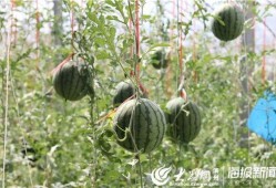 后山饭店吃瓜事件视频,一场网络热议的瓜田奇谈