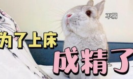 兔吃瓜有什么好处,健康益处多多的天然美食选择