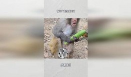 猴王吃瓜公共课视频,揭秘公共课中的趣味与智慧