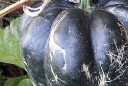 孕期可以吃方瓜吗,孕期适量食用方瓜有益健康