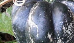 孕期可以吃方瓜吗,孕期适量食用方瓜有益健康