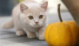 猫猫可以吃松瓜,松瓜成为猫咪新宠