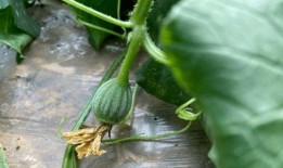 程儿吃瓜,揭秘娱乐圈那些不为人知的幕后故事