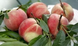 梦到吃瓜和桃子,瓜果飘香，桃李满园