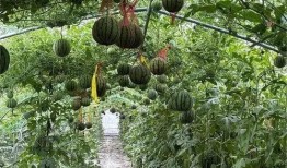 农村夏天吃瓜,农村夏天的甜蜜记忆